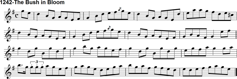 Reel: The Bush in Bloom